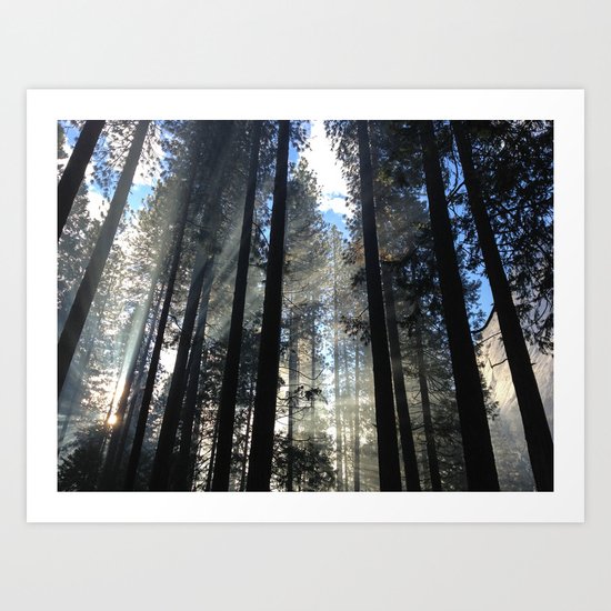 Sunlight Shines Through the Trees Art Print