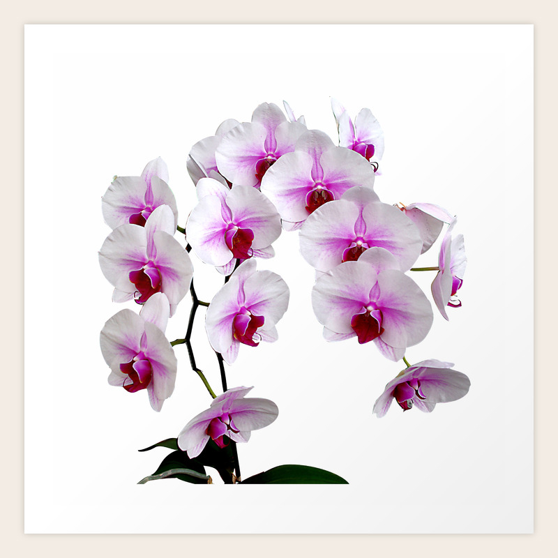 White And Red Doritaenopsis Orchid Flowers Art Print By Rvjdesigns Society6