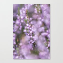 Soft pink purple heather flowers - heath plant nature photography Canvas Print