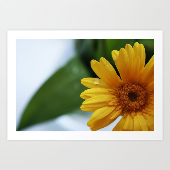 Yellow Gerbera Art Print
