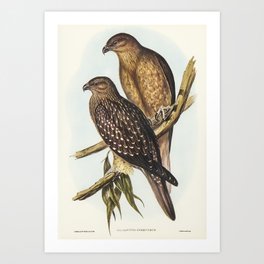 illustrated by Elizabeth Gould (1804–1841) for John Gould’s (1804-1881) Birds of Australia (1972 Edi Art Print | Isolated, Sky, Black, Wild, Illustration, Bird, Nature, Natural, Collection, Wildlife 