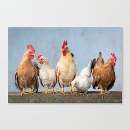 Chicken - Rooster - Hen - Chicks - Easter - Cute - Animals. Little sweet moments. Canvas Print