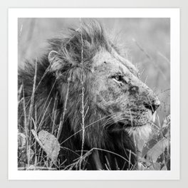 Lion, Uganda in Black & White Art Print