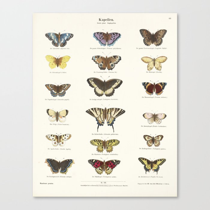 Vintage Butterfly Chart Canvas Print