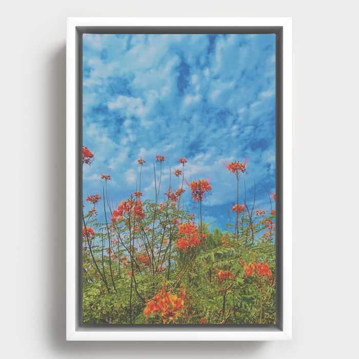 Framed Canvas