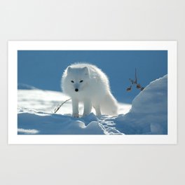 polar fox snow walk danger caution Art Print
