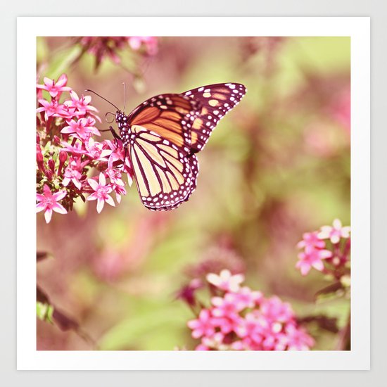 Monarch Sunlight Art Print