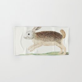 Pronolagus sp Karoo hare  Hand & Bath Towel