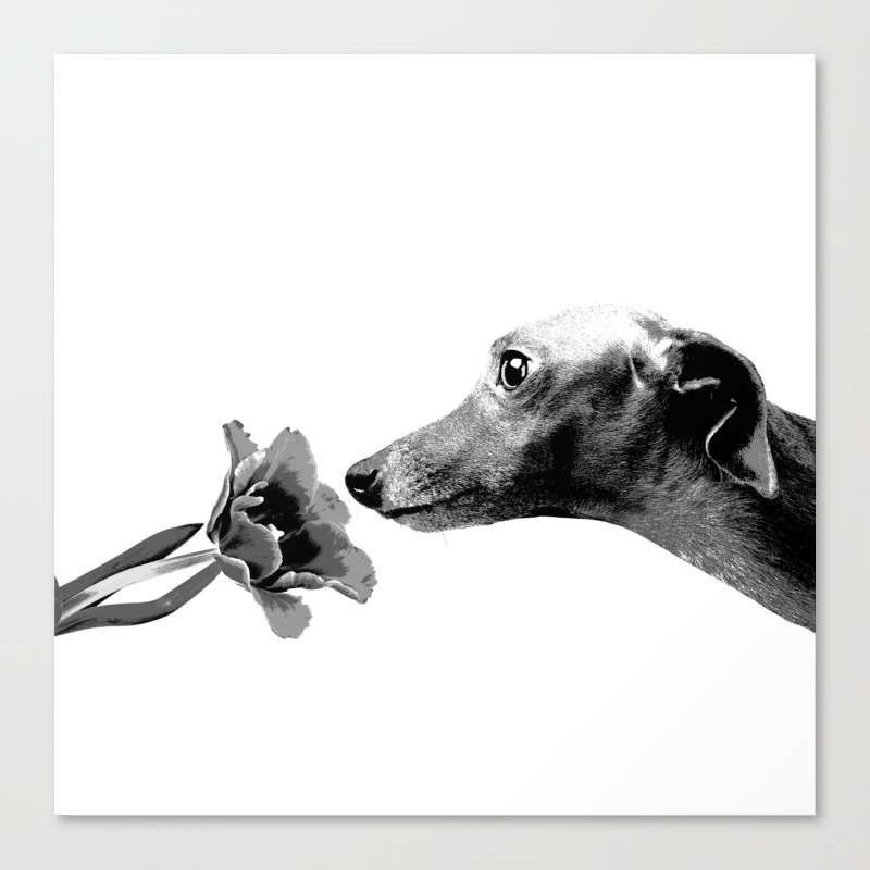 Italian Greyhound Smelling Flower Black And White Canvas Print By Beckyterhune Society6
