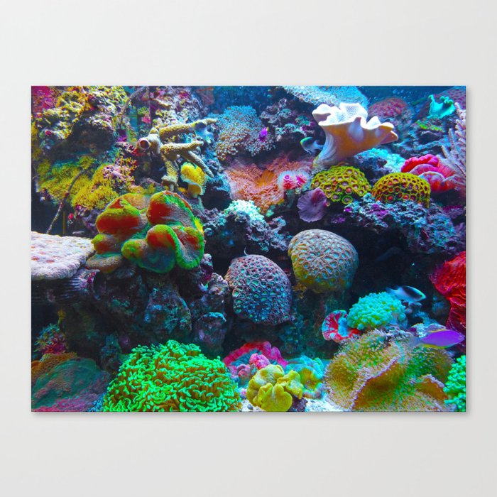 Colorful Reefs and Fish Canvas Print