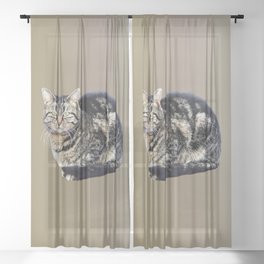 Tabby Cat Sitting Sheer Curtain