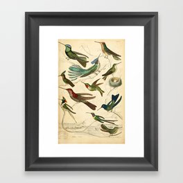 Hummingbirds from The Edinburgh Journal, 1835 (benefitting The Nature Conservancy) Framed Art Print