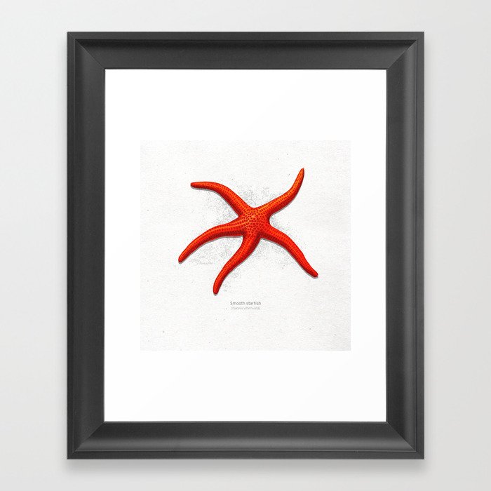 Smooth starfish scientific illustration art print Framed Art Print