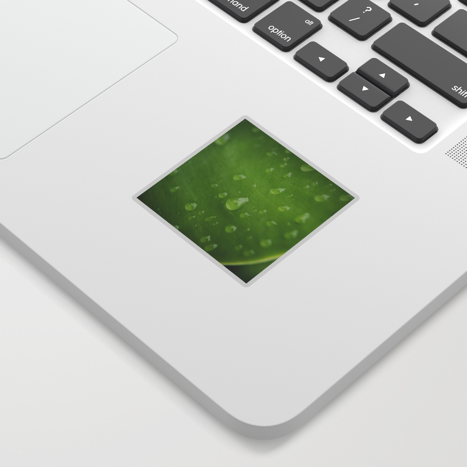 Leaves In Naples 2 Macro Sticker By Greglarrophotography