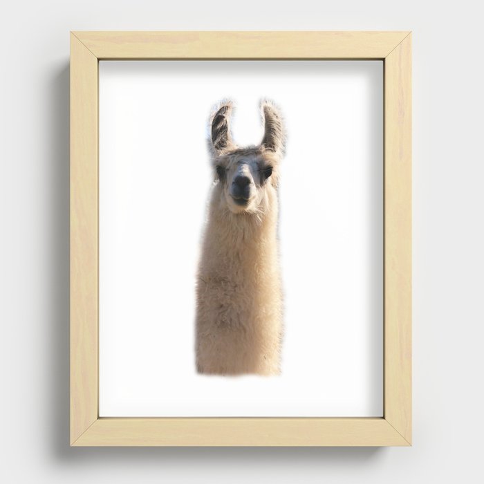 alpaca Recessed Framed Print