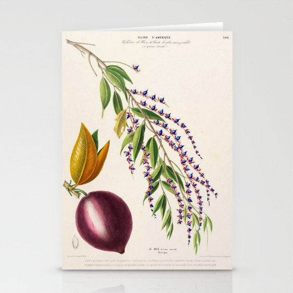 Plum from "Flore d’Amérique" by Étienne Denisse, 1840s Stationery Cards