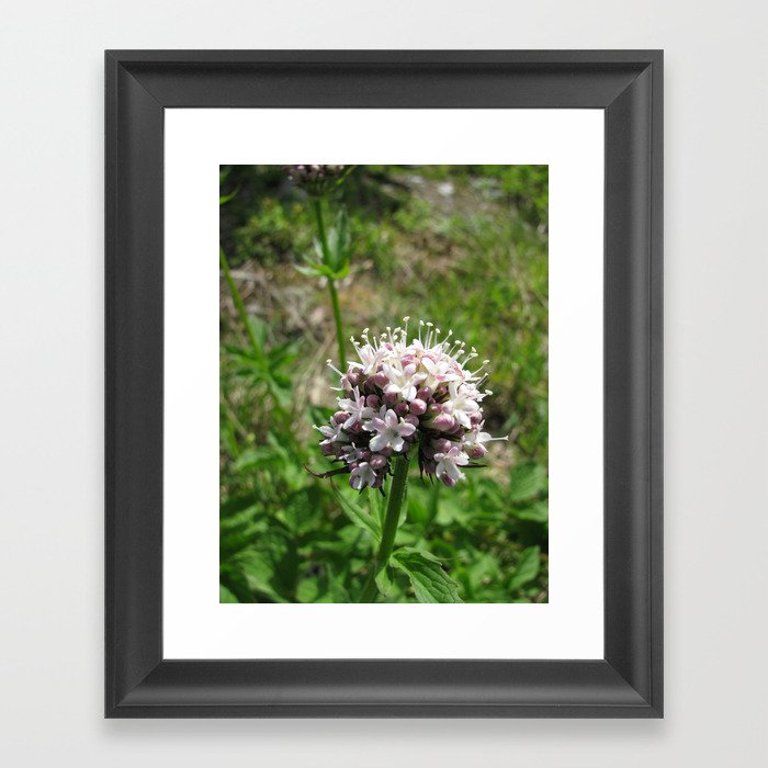 USA - ALASKA - Purple Flowers Framed Art Print