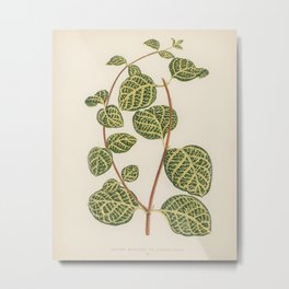 Vintage Green Plant Painting Metal Print | Green, Ukiyo E, Plant, Old, Vintage, Painting, Minimalist, Minimal, Leaf, Leaves 