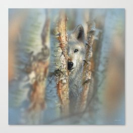 White Wolf - Focused Canvas Print