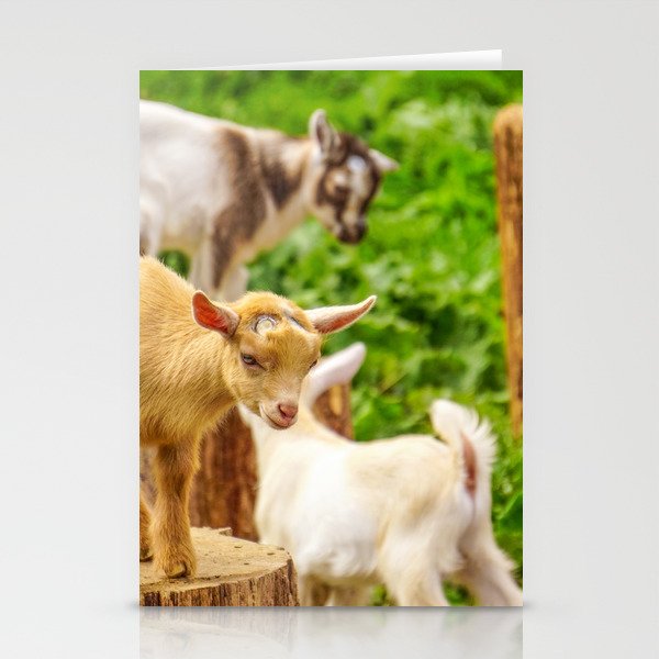 Baby Goats Playing Stationery Cards