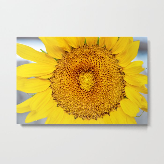 Yellow Sunflower  Metal Print