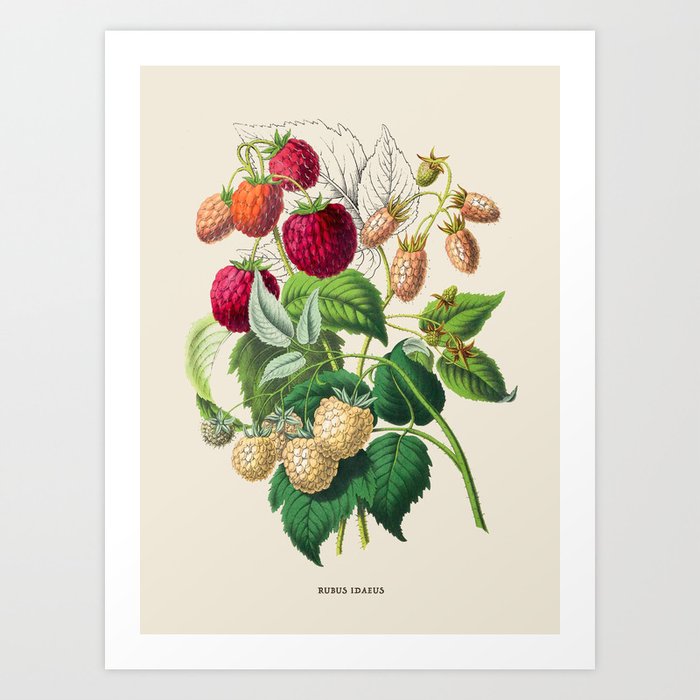 Raspberry Antique Botanical Illustration Art Print