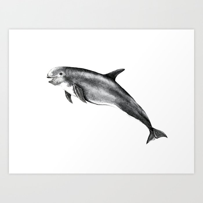 Risso's Dolphin Art Print