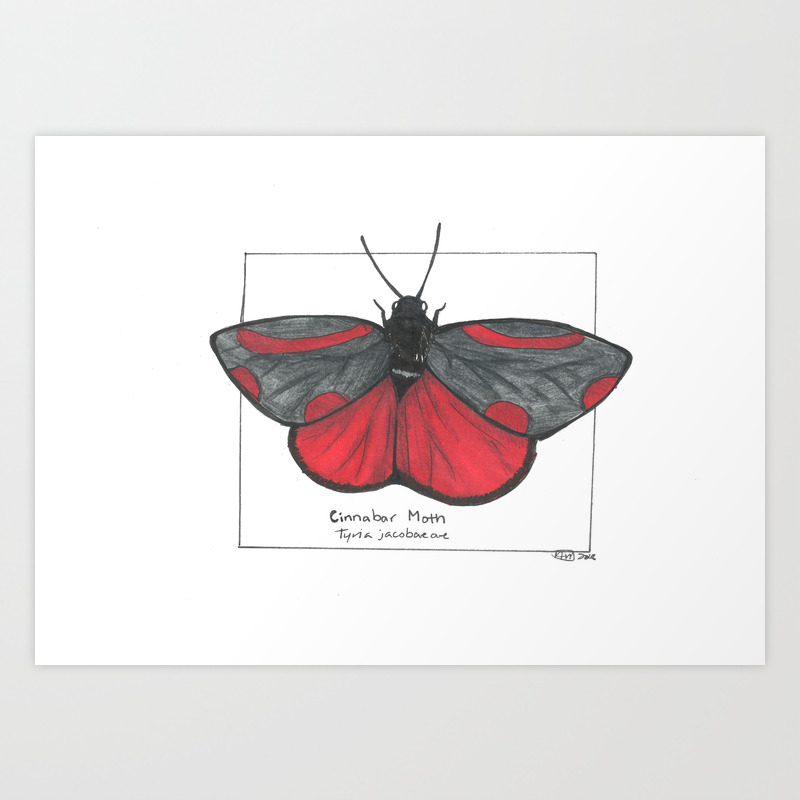 Cinnabar Moth Art Print By Arielw Society6