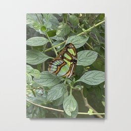 Mindo Butterfly Metal Print | Southamerica, Color, Ecuador, Mindoec, Cartersandecuador, Butterfly, Photo 