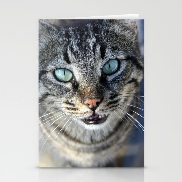 I Follow My Whiskers Tabby Cat Photography Stationery Cards