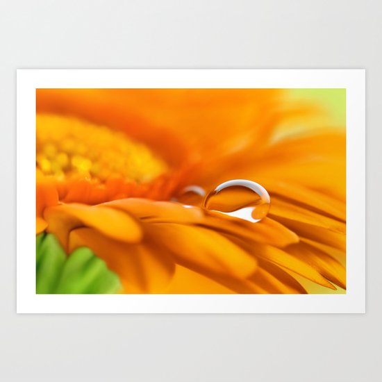 Gerbera water drops 141 Art Print