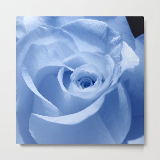 blue rose Metal Print