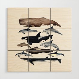 Atlantic whales, dolphins and orca Wood Wall Art