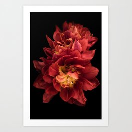 Floral Photography | Red Flower | Plant | Nature Art Print