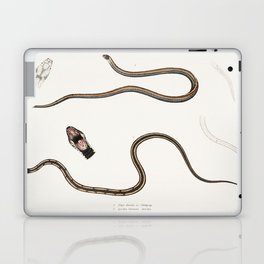 Lined backed Elaps & Chain Spotted Lycodon Laptop Skin