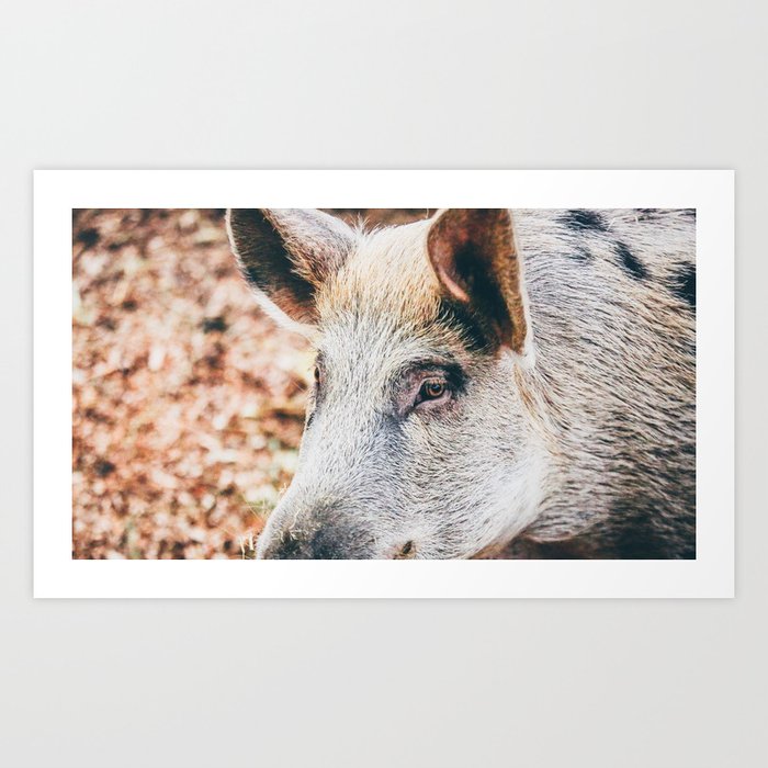 wild pig muzzle eyes Art Print by popeadams Society6