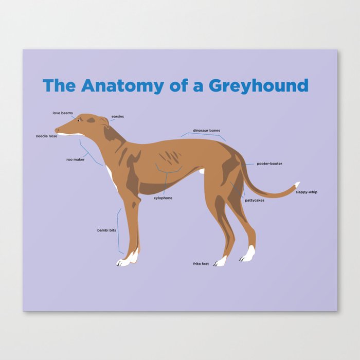 The Anatomy of a Greyhound - Red Canvas Print