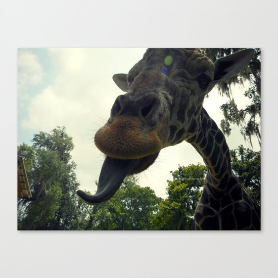 Giraffes are Silly. Canvas Print