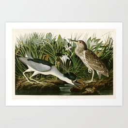 Night Heron - John James Audubon Birds of America Art Print