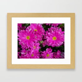 Hot Pink Daisys Framed Art Print