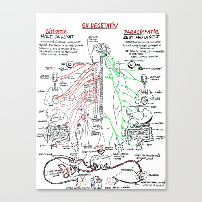 Sistemul Nervos Vegetativ Canvas Print By Med101 Society6