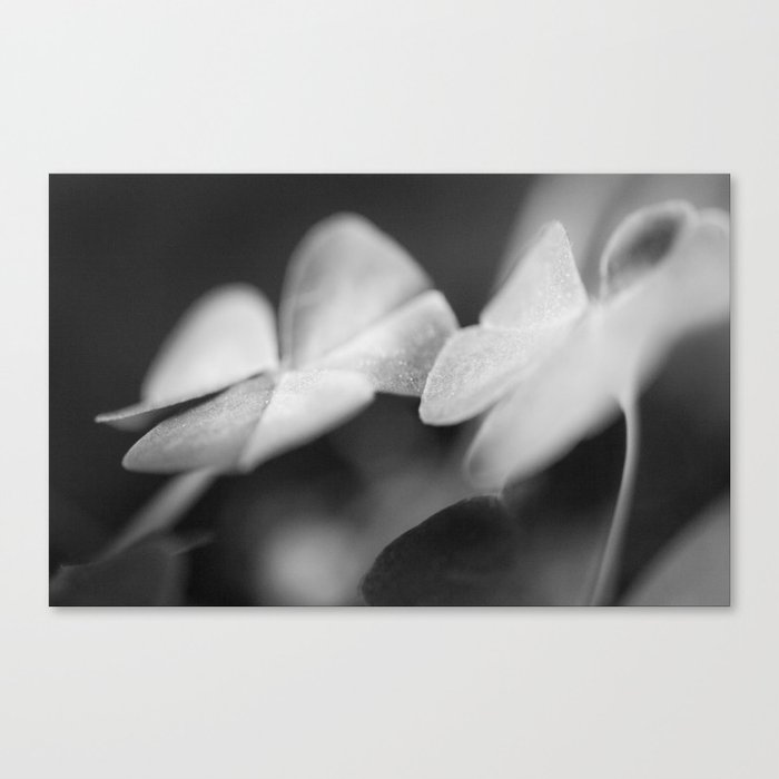 Flower Series - Beautiful Ones-22 Canvas Print