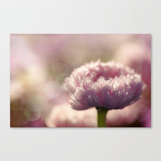 Daisy Flower Floral in Love Canvas Print