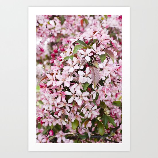 Apricot blossoms Art Print