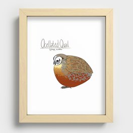 Ocellated Quail Recessed Framed Print