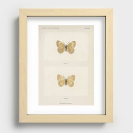 Eyed Brown Butterfly (Neonympha Canthus) from Moths and Butterflies of the United States (1900) by S Recessed Framed Print