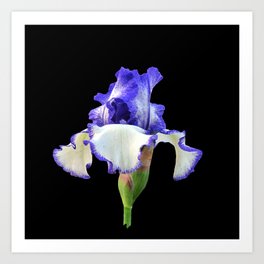Think Flowers - Blue/White Iris Art Print