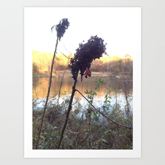 Plants by Royal Lake Art Print