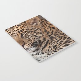 South Africa Photography - Two Beautiful Leopards Notebook