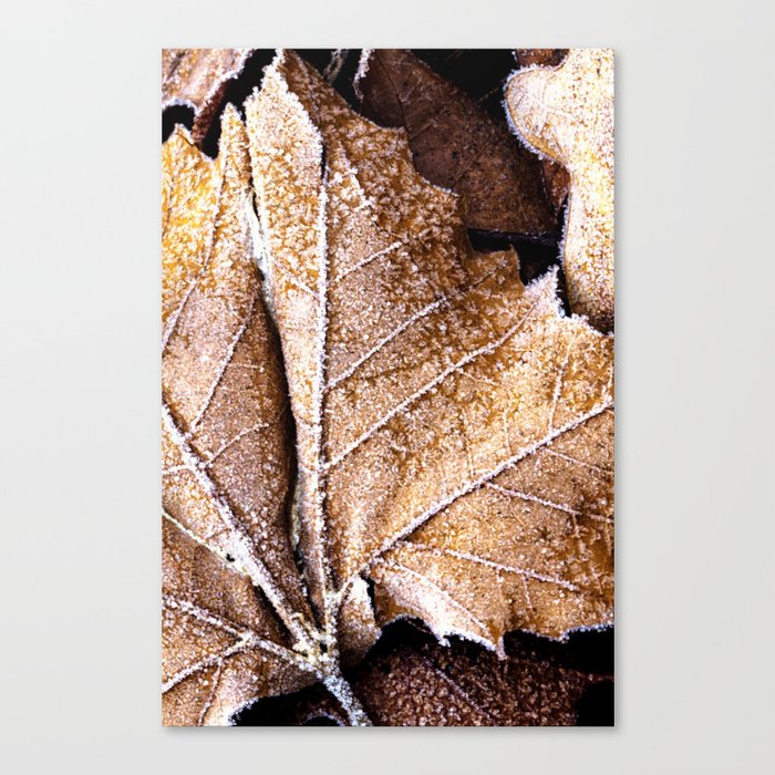 just an old, frosty leaf Canvas Print